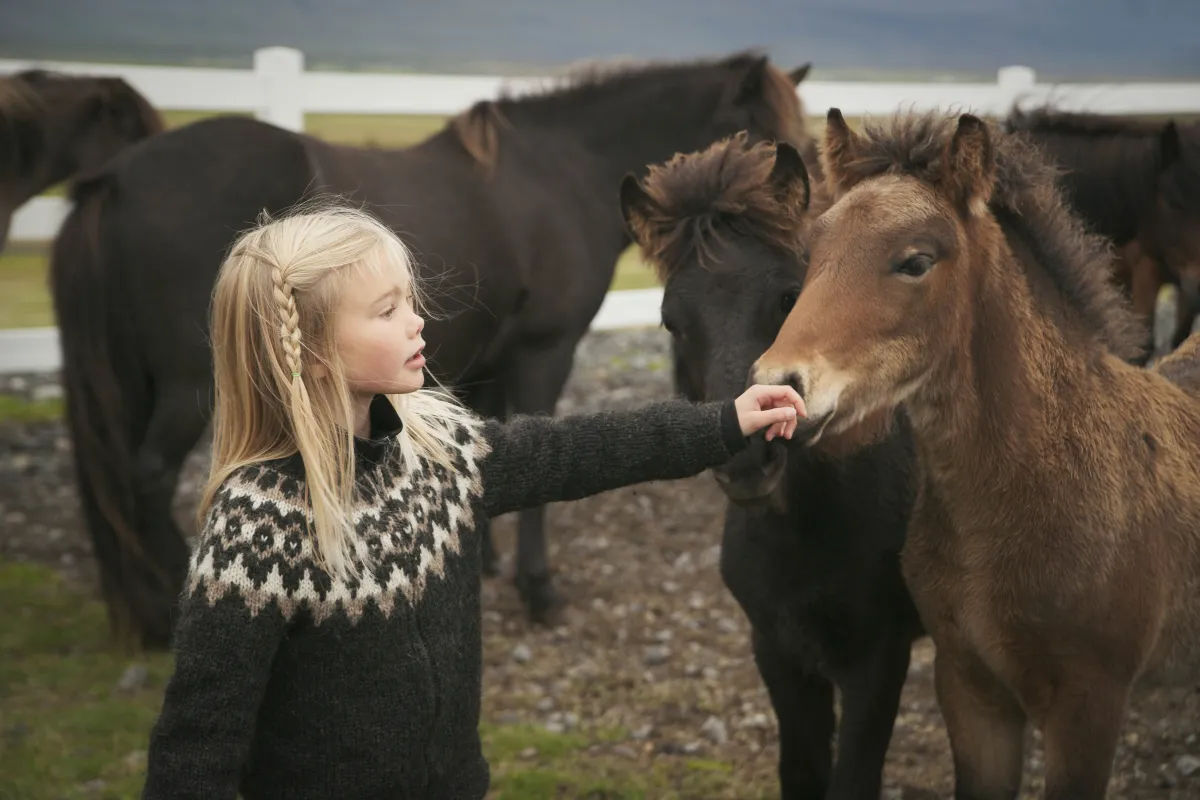 Iceland Travel Transportation Options