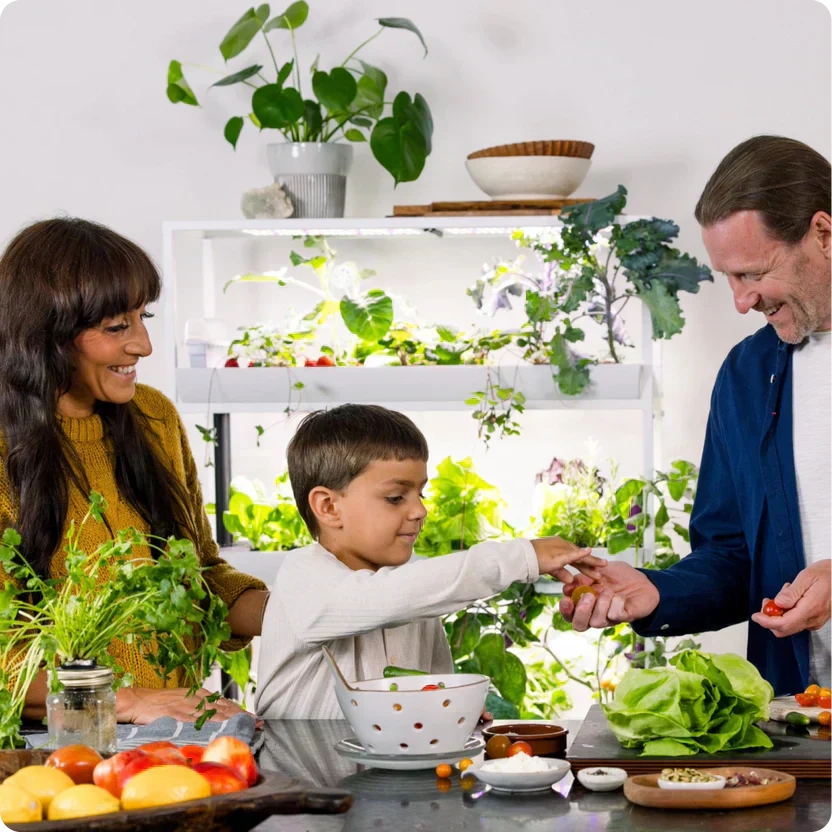 Indoor Gardening Problems and Solutions