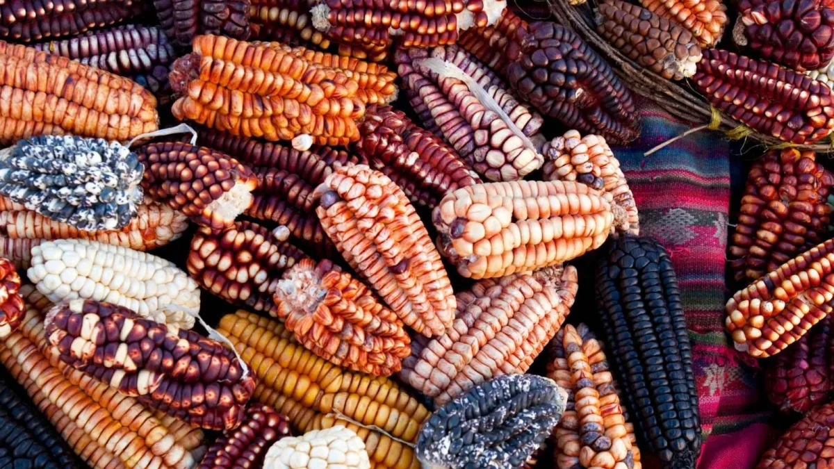 Peruvian Culture and Cuisine Guide