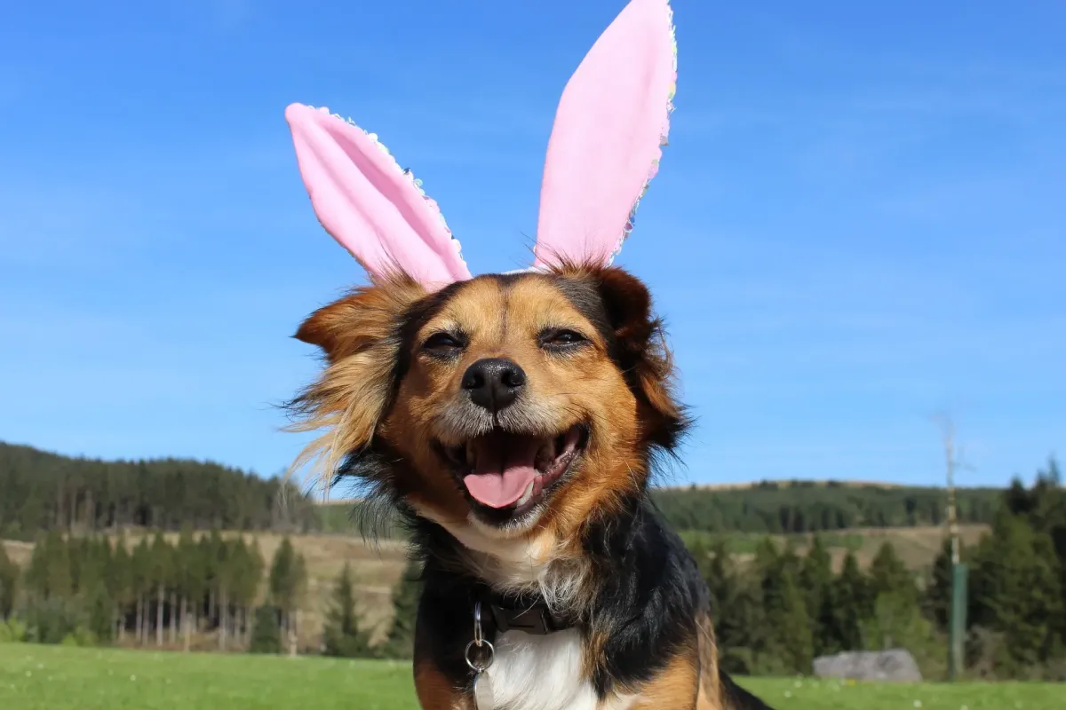 Safe Pup Treats Tips