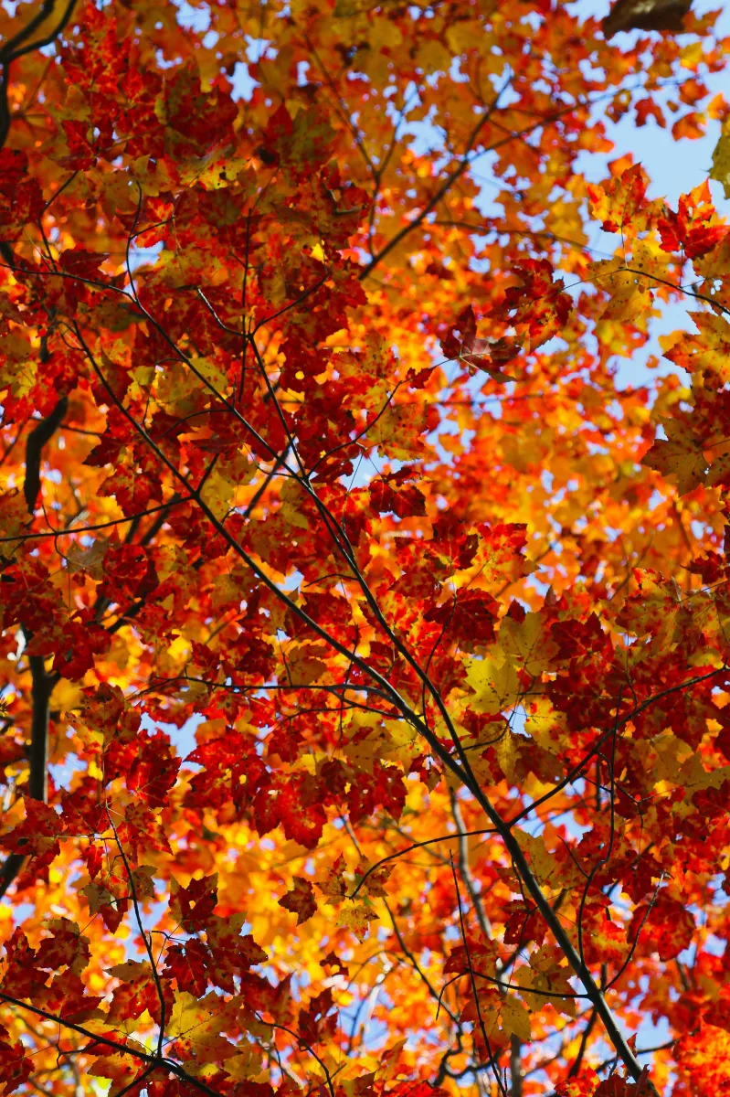 Seasonal Tree Care Guide