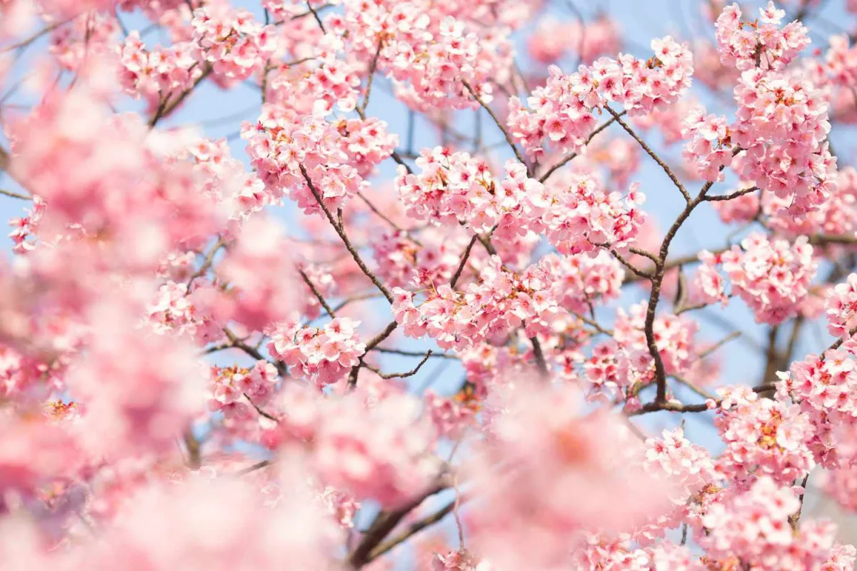 Spring Outdoor Date Ideas Activities