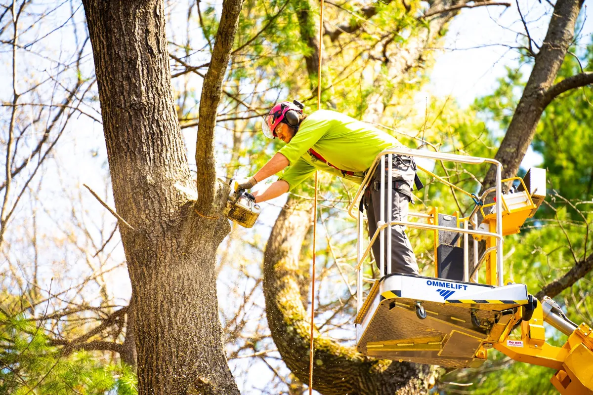 Tree Care and Maintenance Guide