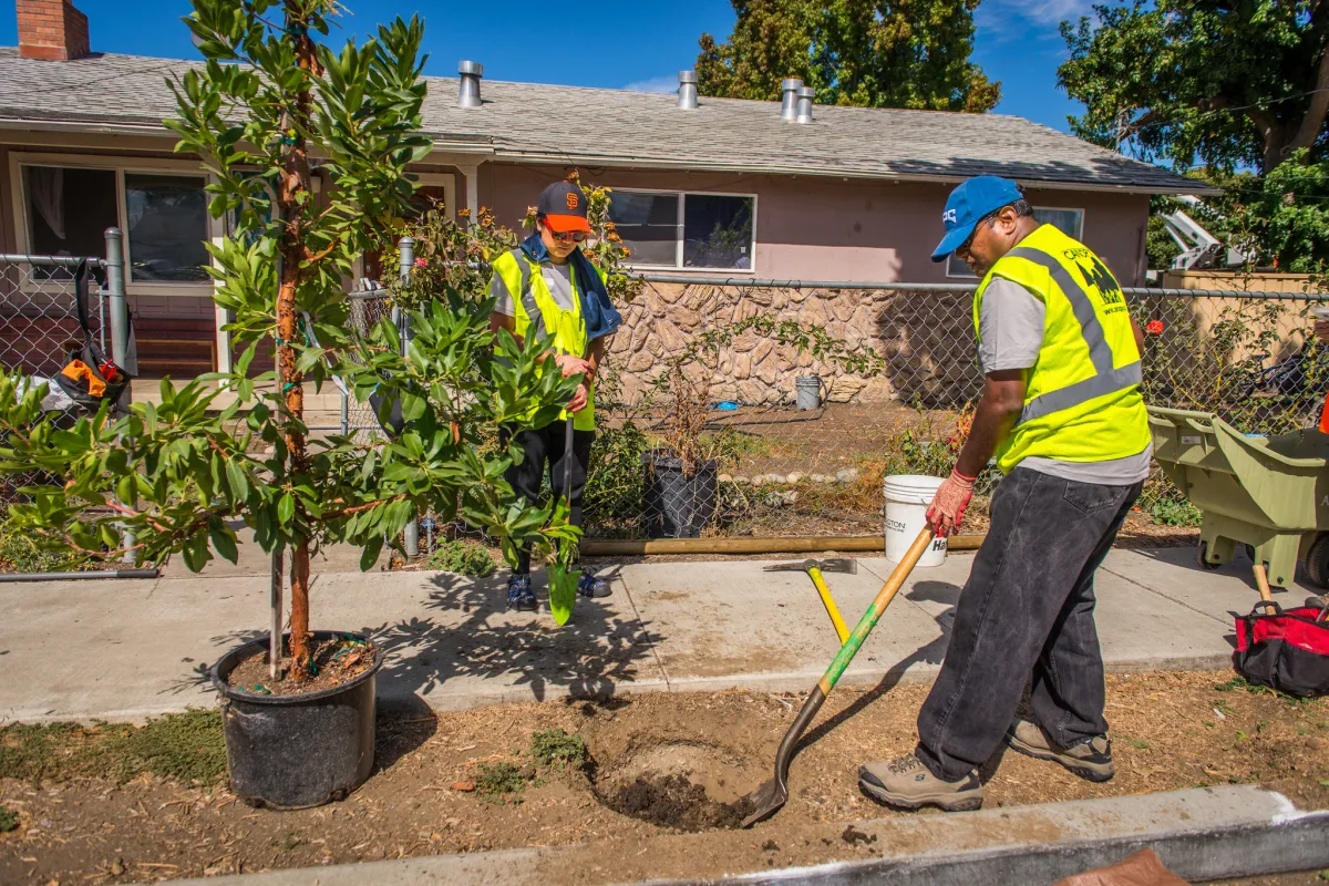 Tree Planting Guide Steps